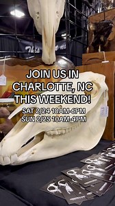 💀✨⚰️Join us for a spectacular weekend at Charlotte Oddities & Curiosities Expo! | Oddities & Curiosities Expo