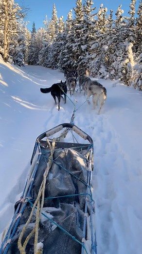 This is the sound of rocks under our sleds on today’s trail break with Paz. Safe to say we need one more snow/wind event to smooth out the rough spots before guiding begins! #trailbreak #moondogkennel #alaskalife #alaska #rocks #discoverdenali #rockytrails #discoverdenali | Moon Dog Kennel