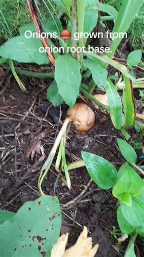 Grown Onions from Leftover Roots: A Gardening Guide