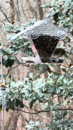 Beautiful Pine Warblers Feeding — Backyard Birdwatching