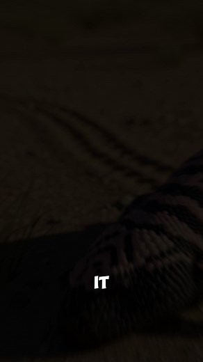 How Does This Lizard Survive the Desert? Witness the Gila monster of...