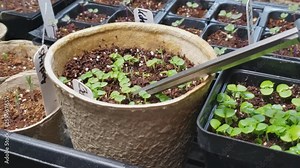 Trimming using scissors extra germinated basil growing in decomposing paper pot for future transplant. More pots and plastic containers of vegetables in background.