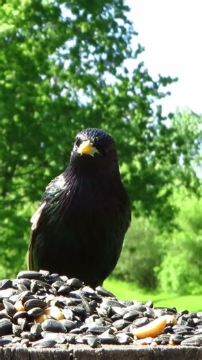 Starling picks up a snack