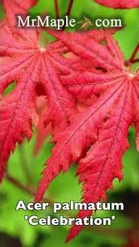 Acer palmatum 'Celebration' Japanese Maple #japanesemaple #garden #plants #gardening