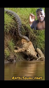 207K views · 1.3K reactions | Python grabbed cheatah  on d head.. #viralvideochallenge #Ratechallenge #animallover #fblifestyle #goviral #gehgeh | Ratel Sqard fans | Facebook