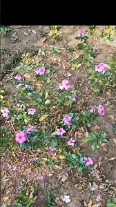 పూజ కి పక్కవారి ఇంటి దగ్గర పువ్వులు వాడవచ్చా? లేదా #పూజపూలు #shorts#viral #srideviteluguvlogs