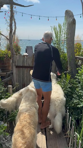 963K views · 10K reactions | It might be Labor Day weekend but it’s always endless summer for the #polarbearsofptown | Ken Fulk | Facebook