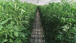 Greenhouse crops growing - Free Stock Video