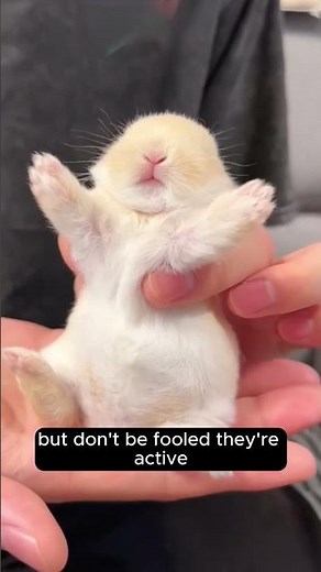 World’s Smallest Rabbit 🐇 Meet the Tiny Garlic Rabbit