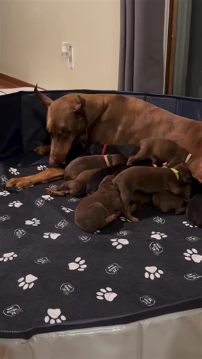 Discover Adorable Doberman Puppies in California