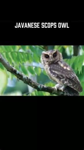 The Rare Javan Scops Owl – Otus angelinae
