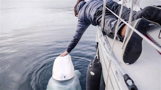 This is the sad truth behind the internet’s friendliest beluga whale