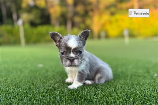 Sable - French Bulldog Puppy E4DF72