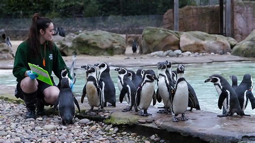 Animals galore at London Zoo annual stocktake