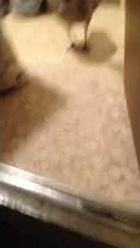 Pet Canadian goose smartest goose in the world