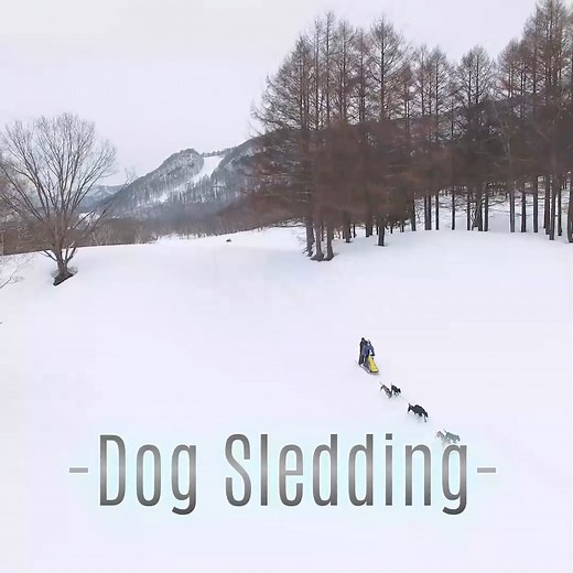 2.2K views · 25 reactions | 水上高原スキーリゾート　2025年12月19日OPEN！　スキー・スノボだけじゃない！本州唯一の犬ぞり体験や多彩なスノーアクティビティ、年齢に合わせて遊べる2つのキッズパークなどみんなが楽しめるスキーリゾート。#minakami #ski #スキー #スノボ #犬ぞり #dogsled | 水上高原リゾート200 | Facebook