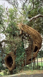 57K views · 2K reactions | Nature, a living and breathing part of our existence, such an integral part of our being. Patrick Dougherty via @catastrophe.off stickwork.net Starting footage ↓ Thanks to mywacotv (YouTube) CATASTROPHE - 2023 Consciousness as cultural rebellion #beauttifulbizarre #PatrickDougherty #trees #treesculpture #arte #art #artecontemporanea #contemporaryart #nature #sculpture #environment #natureart | Beautiful Bizarre Magazine | Facebook