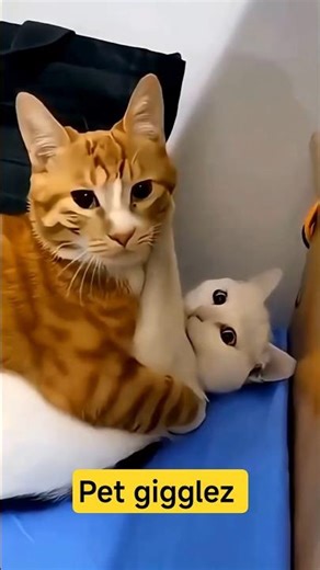 This Cat Saw the Whole Crew Arrive… Time to RUN! 😹🐱🏃‍♂️😳 #cat #catvideos #funny #youtubeshorts