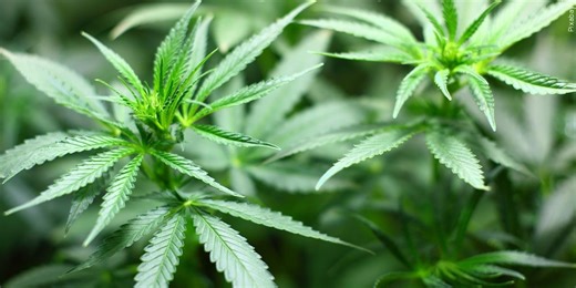 Gaps in laws: Arizona driver keeps license after THC found in his system