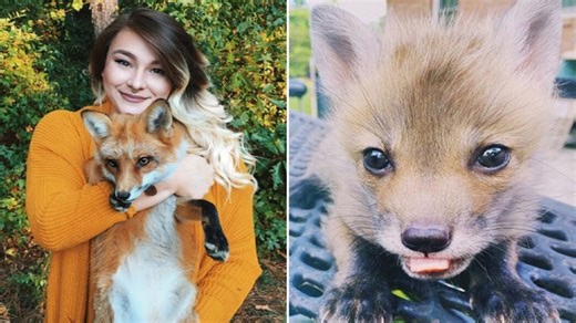 When a woman adopted this adorable baby fox, she had no idea what she was letting herself in for