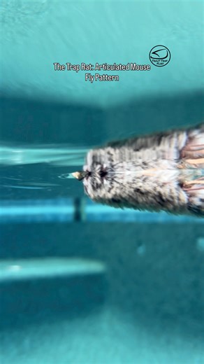 3.5K views | After years of tweaking, this fly just keeps getting better. | Trout Trap Flies | Facebook