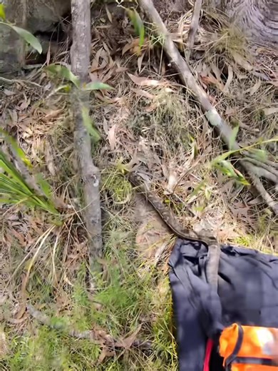 It’s like digging for treasure! 🏴‍☠️ 🐍 This Coastal Carpet Python was seen being harassed by birds and took cover in some mulch. Birds can be super brave when it comes to snakes! James arrived promptly to the job and relocated the snake somewhere much safer! 📞 0408545440 #carpetpython #nonvenomous #moretonbay | Snake and Critter Catcher