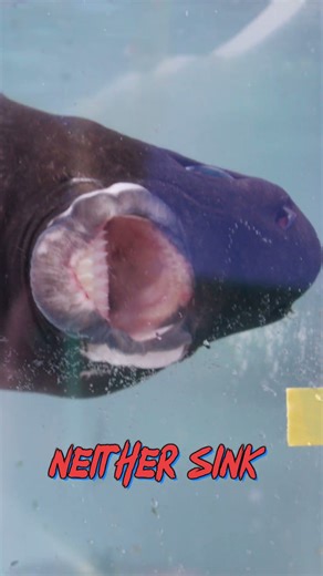 Finding An Alien Shark In Japan