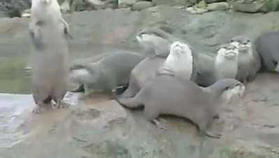 Otter Dance | Otter
