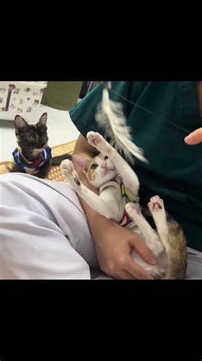 Video của emiu (@voiky163) với bản nhạc nhạc nền - 🦭