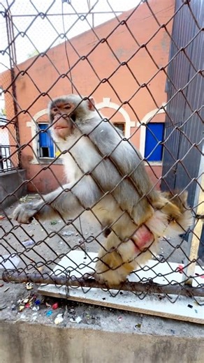 My back itches. 🤣 #reelsviralシ #monkeys #funny #comedy | Lover Nature