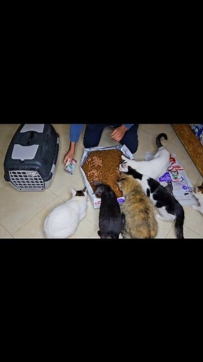 New rescued Angry Grey mama cat waiting for the box to be opened. #viral #reels | Cute Kittens