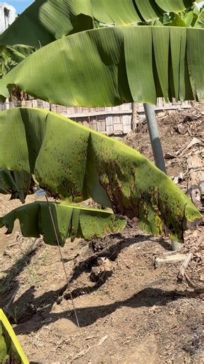 Tests for Sigatoka Negra (BLSD) in the Philippines- Yelloway Field Trials