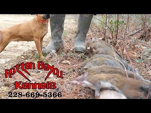 Squirrel dogs. Long line of Feist started by Rotten Bayou Kennels. Check us out on Facebook.