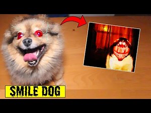 MY DOG TURNED INTO SMILE DOG | Facetiming Smile Dog at 3 AM Gone Wrong!!