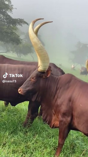 Ankole Cattle: Traditional Farming and Culture in Uganda