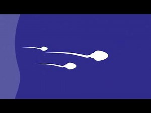تركيب ووظائف الأعضاء التناسلية الذكرية