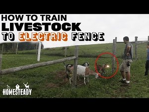 The BEST WAY to train livestock to Electric Fence - Goats, Cows, Pigs and Sheep