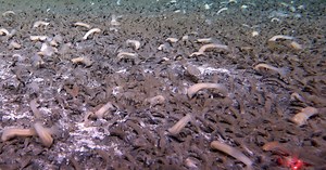 A submersible finds sea creatures thriving in the deepest parts of the ocean