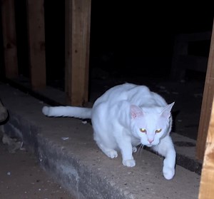 😲😲Deux ans dans la maison : Leurs chats révèlent qu'il existe une pièce entière dont ils ignoraient l'existence. La colocataire et Madison étaient paniquées en trouvant des objets dans cet espace caché. Les chats se sont amusés, mais pour les humains, c'était glacant. Aidez-nous à percer le mystère de la pièce secrète ! Lisez l'article et partagez pour élucider l'énigme !👉😲👉https://blog.monde-animal.com/2025/11/09/disparition-mysterieuse-le-miaulements-de-3-chats-revelent-lexistence-dune-pi