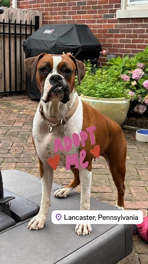 STILL AVAILABLE 🫨 Rhonda has coming into her own. She is loves her life off the mill. She is housebroken and crate trained. She will need a male dog as a companion because she is still learning from the other dogs in the home. Loves walks and hiking. She is an amazing young 2 year old boxer. ——————- Rhonda is so lucky to join AABR after the greedy breeder bred her again after a C-section. The vet said due to scarring they had to remove her uterus. Since they won’t make any money from her she ne