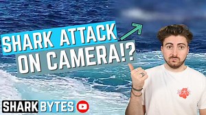 The wildest shark clips that broke the internet