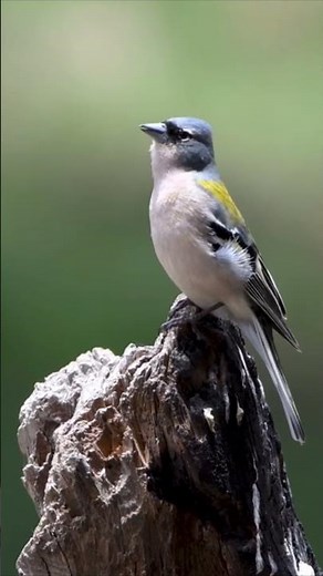 This Colorful Finch's Song Sounds Unreal #birds #nature #satisfying