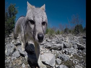 Double Down bow kill shots on Foxes!! The best fox hunting video ever!!!