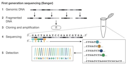 Primer: Genome Sequencing