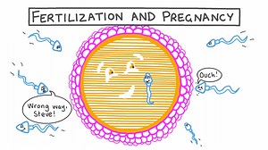 Fertilization and Pregnancy