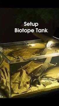 Setup Biotope mini tank simple for beginners #1 | Shinark Aquascaper shorts