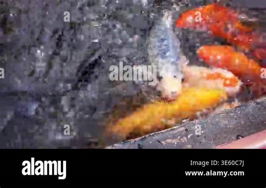 Close-up of colorful koi fish swimming together in a pond with splashing water creating dynamic movement and vibrant orange, white, and black patterns Stock Video Footage - Alamy