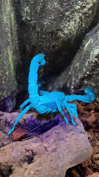 Scorpion Movements in Natural Habitat