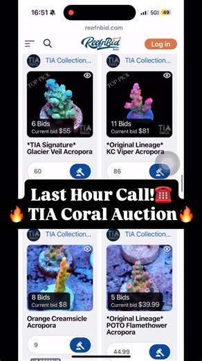  The Final Hour Auction is LIVE Now! Ends at 7 PM EST — Don’t miss the last bids  reefnbid.com/#/sellerId-180/filter #coralauction #coral #acropora #spscoral | TIA Collection Corals - Tropical Island Aquatics | Facebook