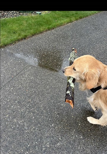 Build Your Dream Stick Library for Dogs